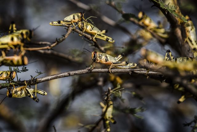 A high-tech response is helping countries win battle against desert locusts. ©FAO/Luis Tato